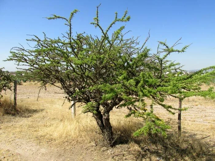 Acacia Schaffneri