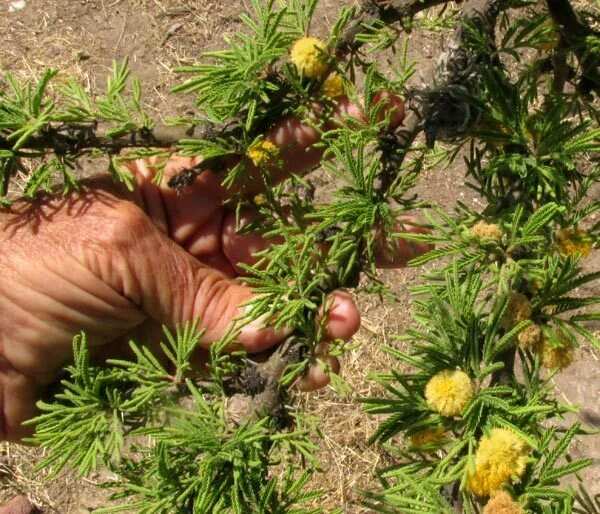 Acacia Schaffneri