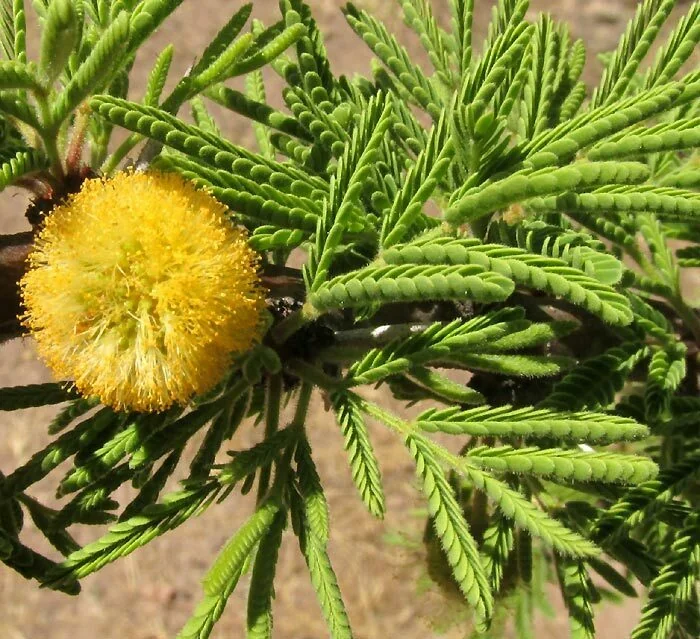 Acacia Schaffneri