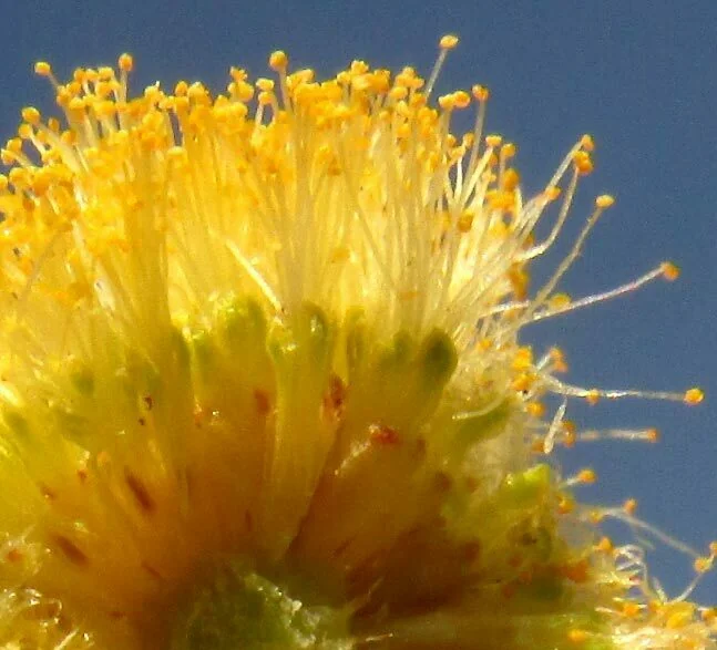 Acacia Schaffneri
