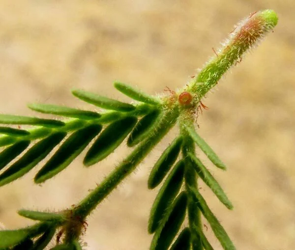 Acacia Schaffneri