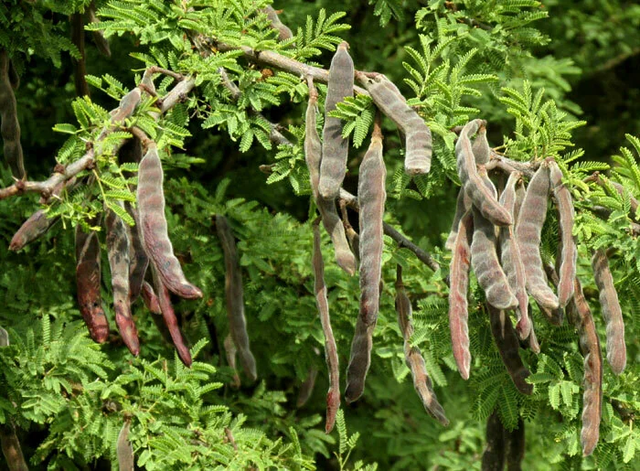 Acacia Schaffneri