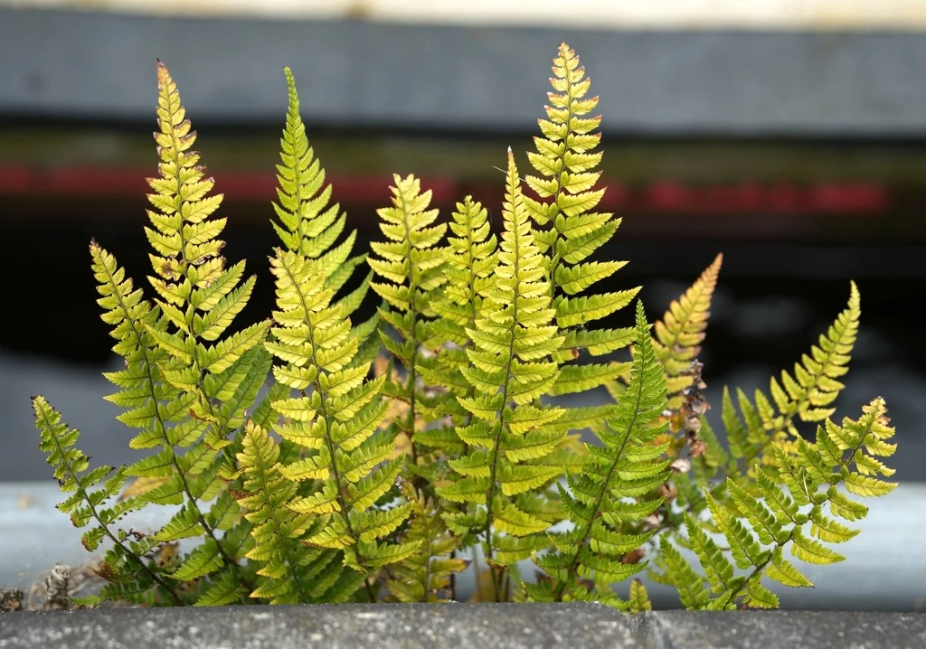 Polystichum tsus-simense