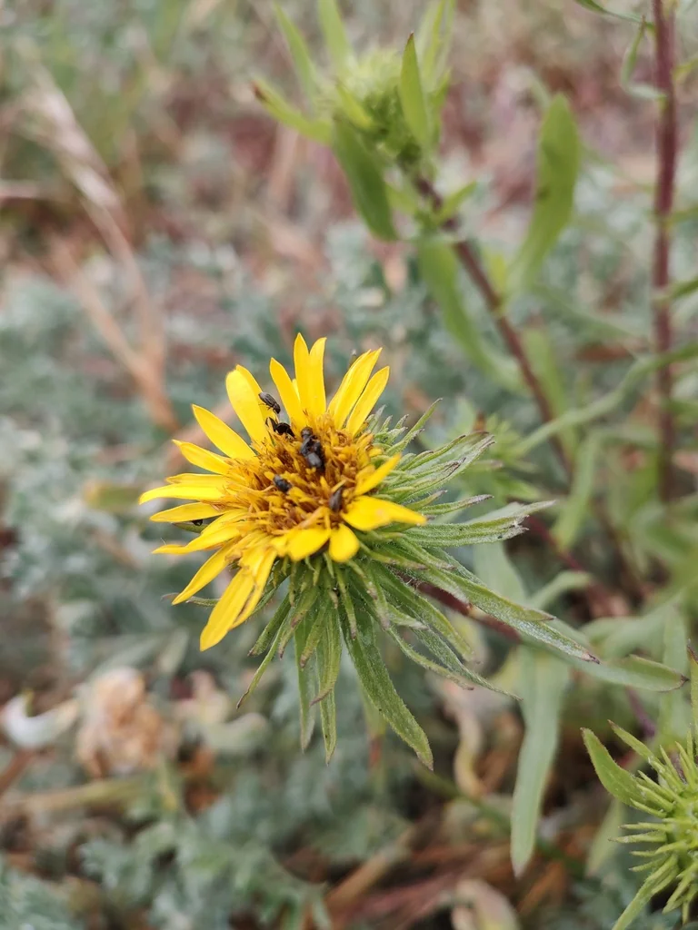 Grindelia Integrifolia