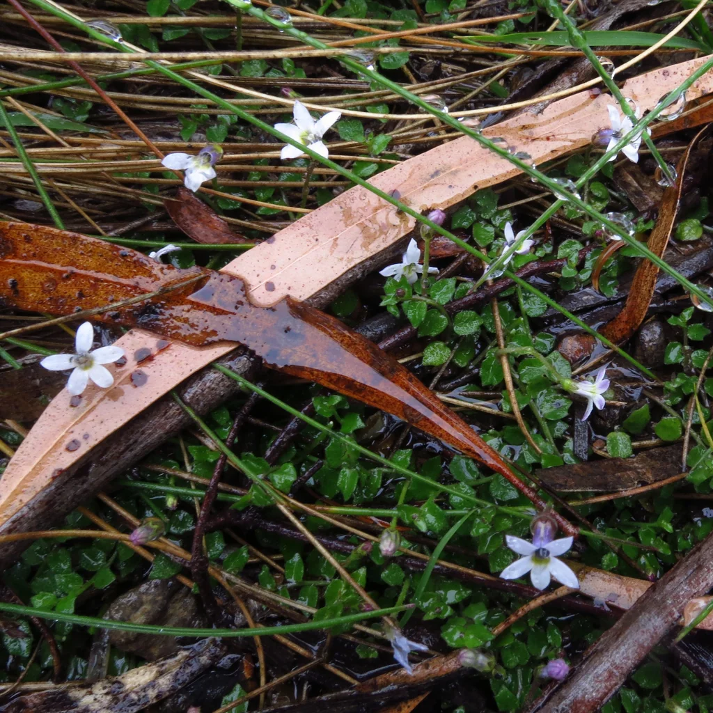 Pratia Pedunculata