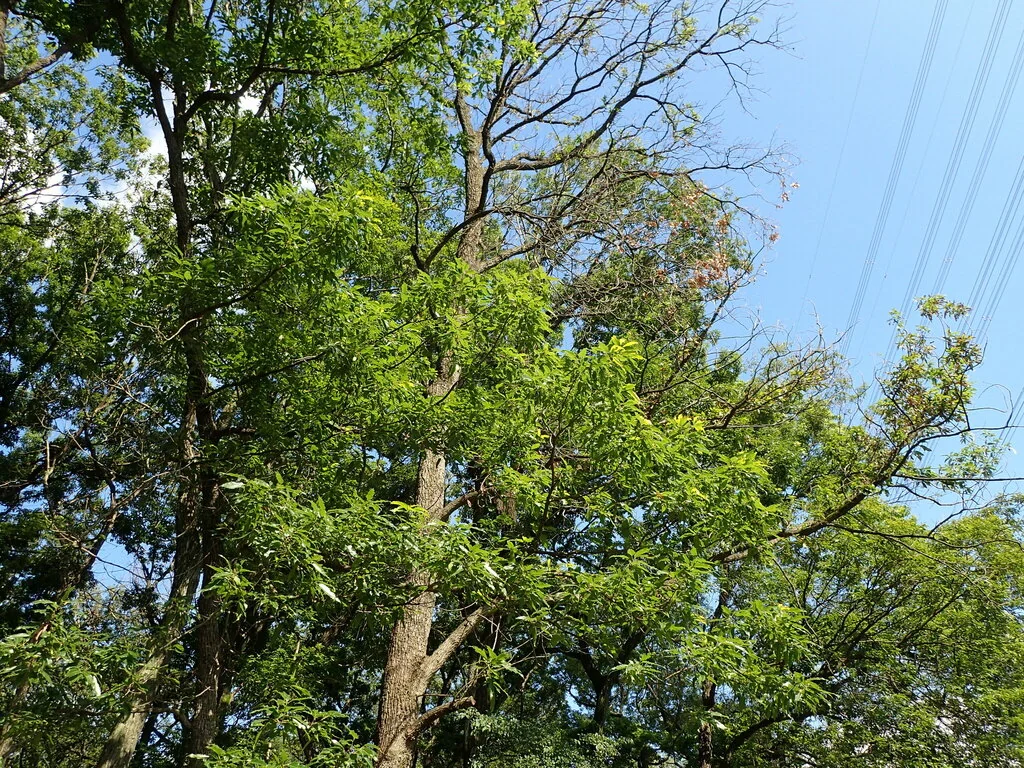 Quercus Acutissima