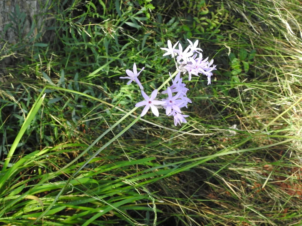 Tulbaghia Violacea