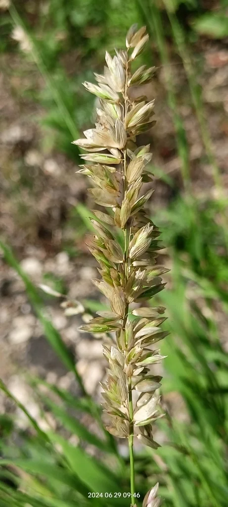 Melica Altissima