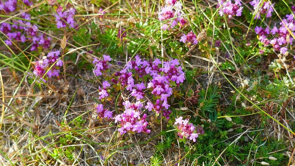 Thymus Praecox Arcticus