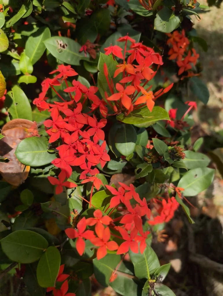Ixora Coccinea
