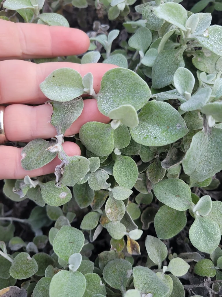 Helichrysum petiolare