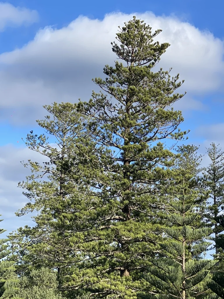 Araucaria Heterophylla