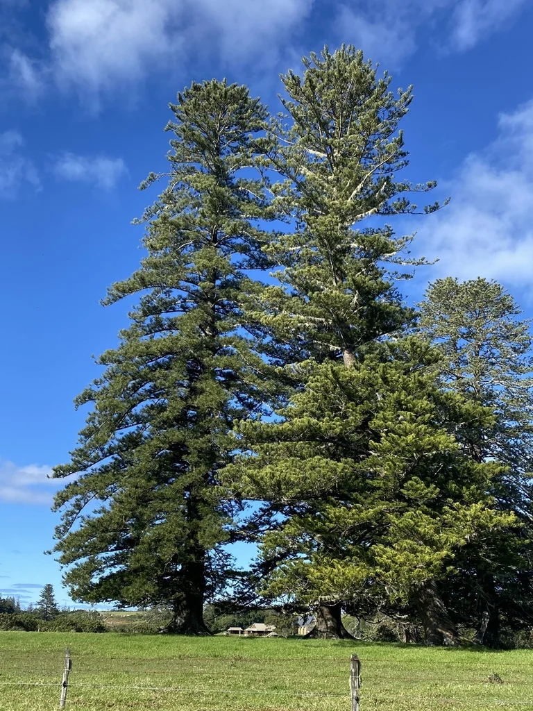Araucaria Heterophylla