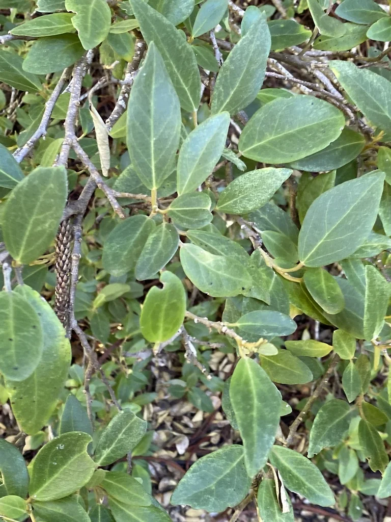 Lagunaria Patersonii