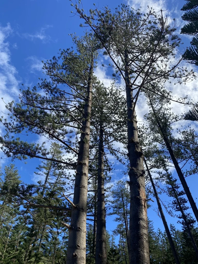 Araucaria Heterophylla