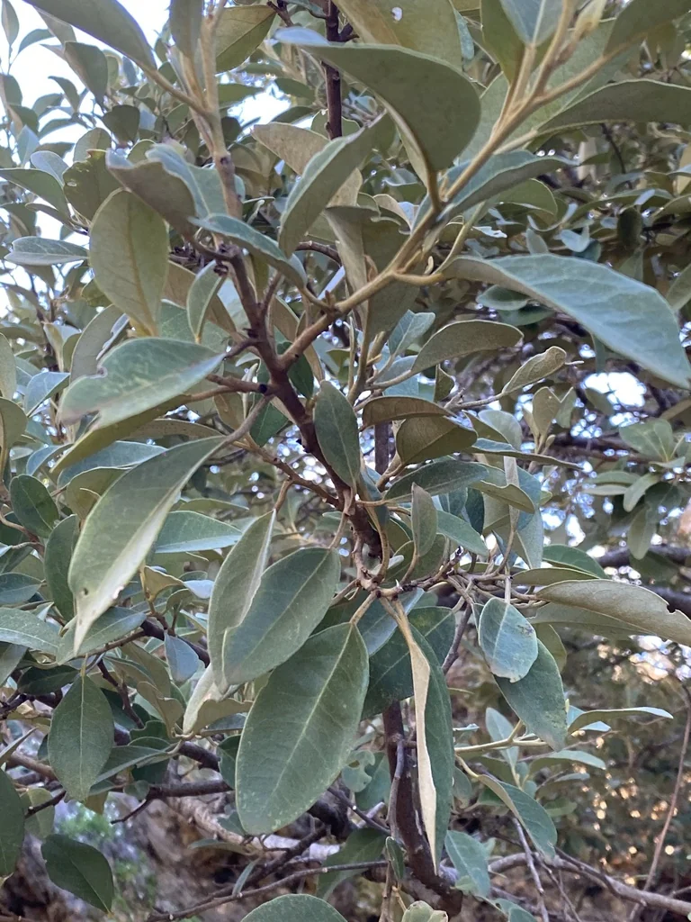 Lagunaria Patersonii