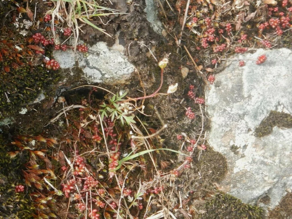 Sedum Brevifolium