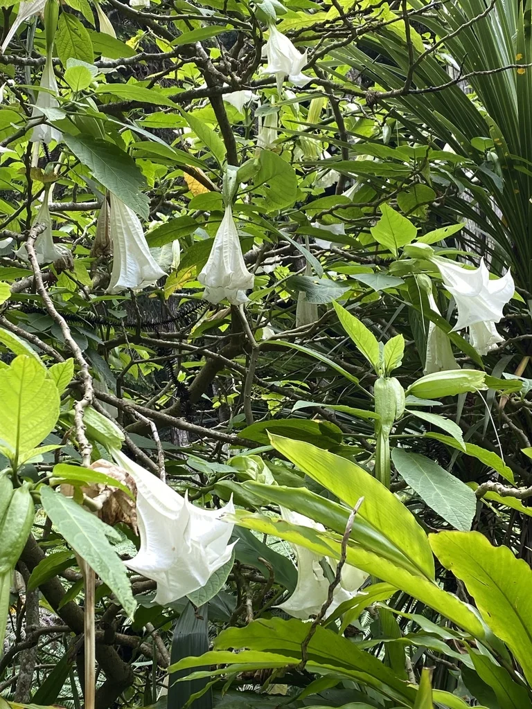 Brugmansia Suaveolens