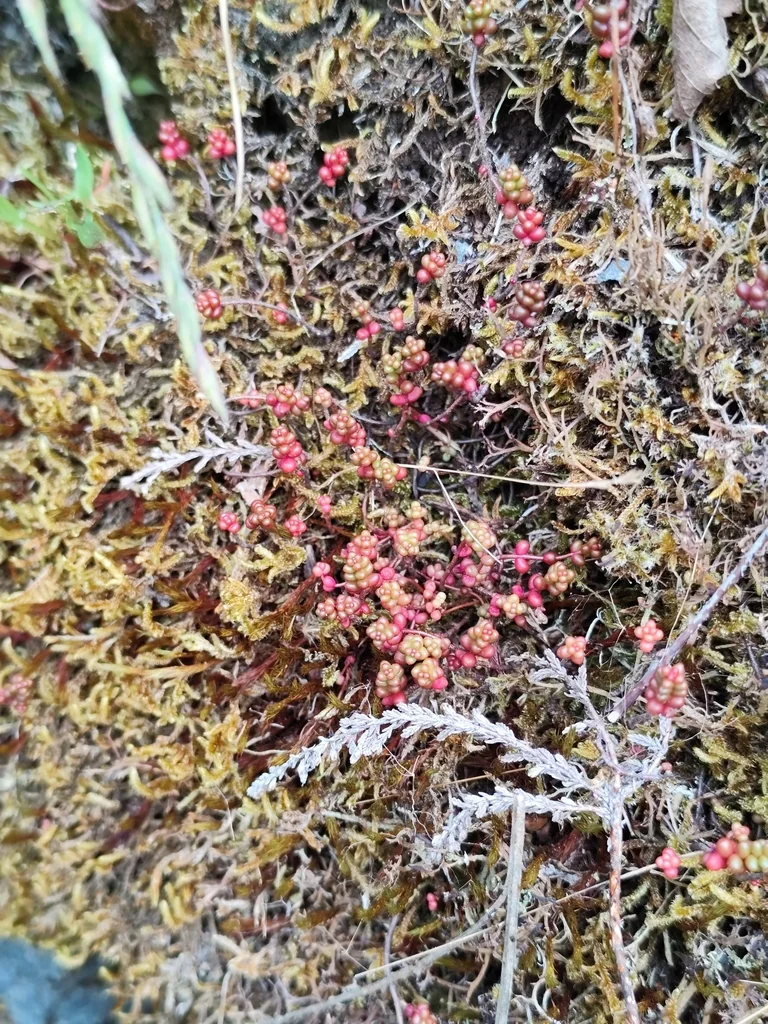 Sedum Brevifolium