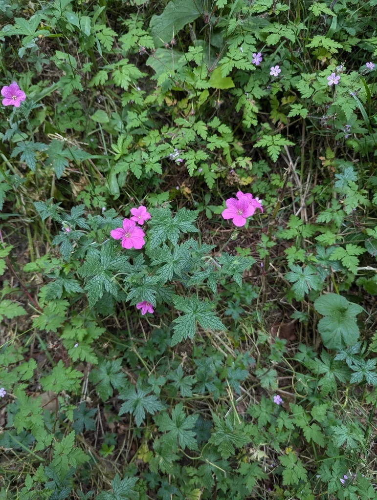 Geranium Endressii