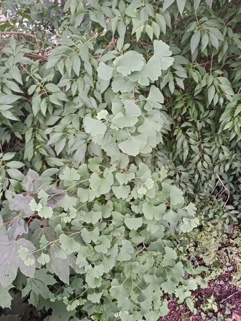Ginkgo Biloba
