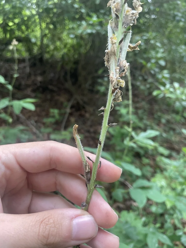 Thermopsis Caroliniana