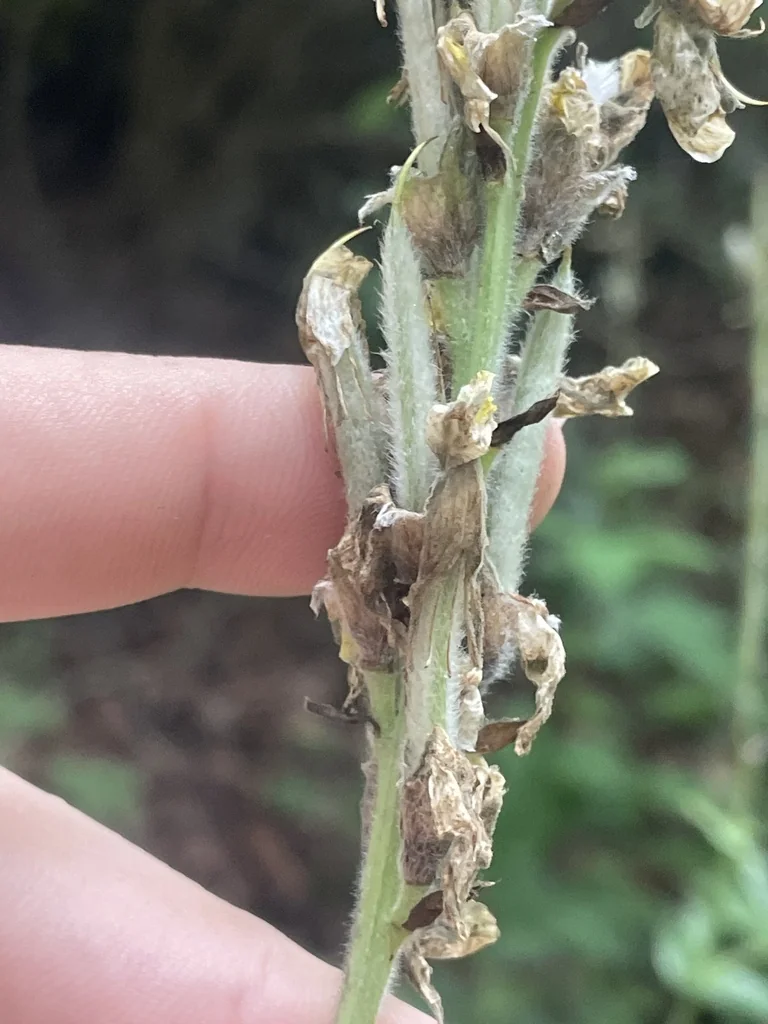 Thermopsis Caroliniana