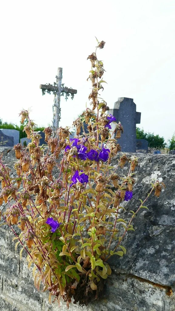 Campanula Medium