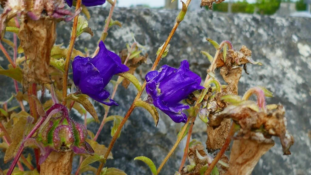 Campanula Medium