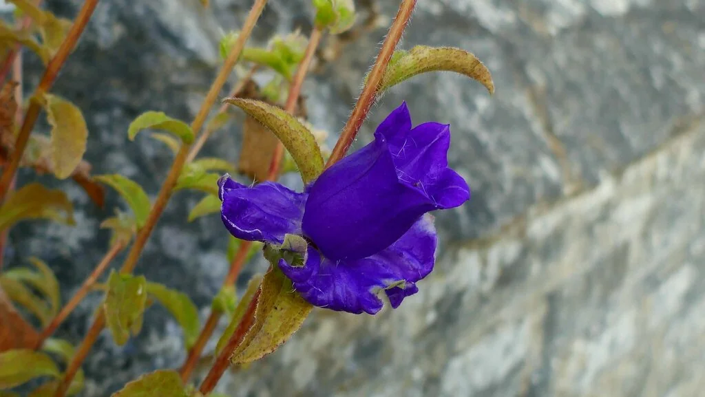 Campanula Medium