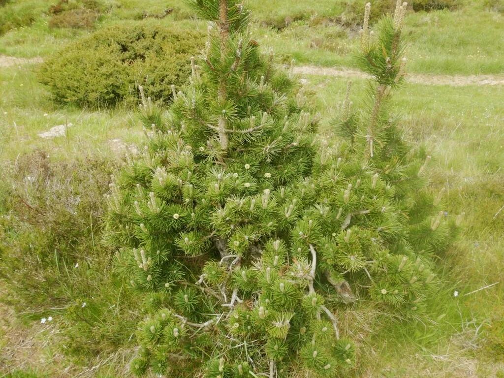 Pinus Mugo Uncinata