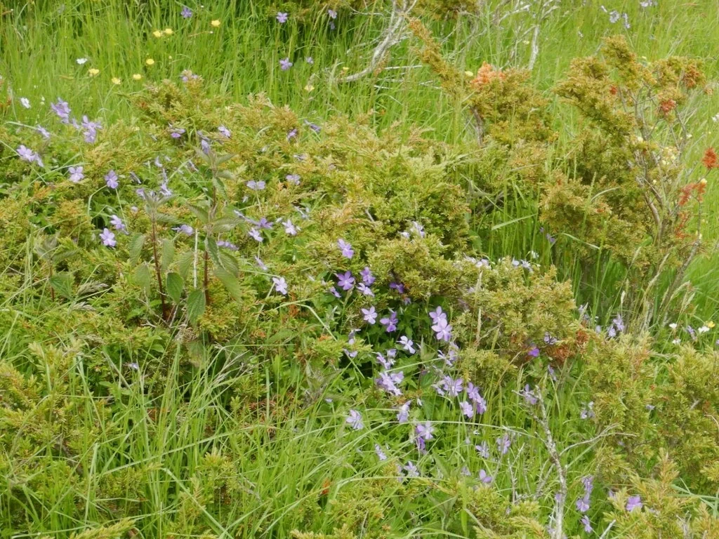 Viola Cornuta