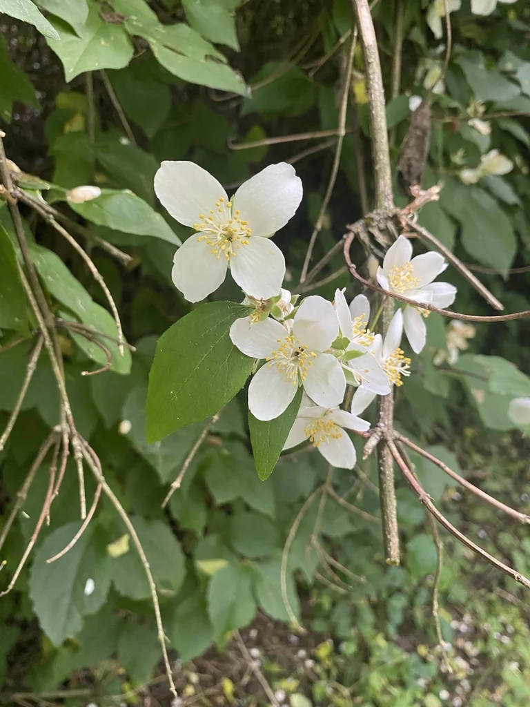 Philadelphus Coronarius