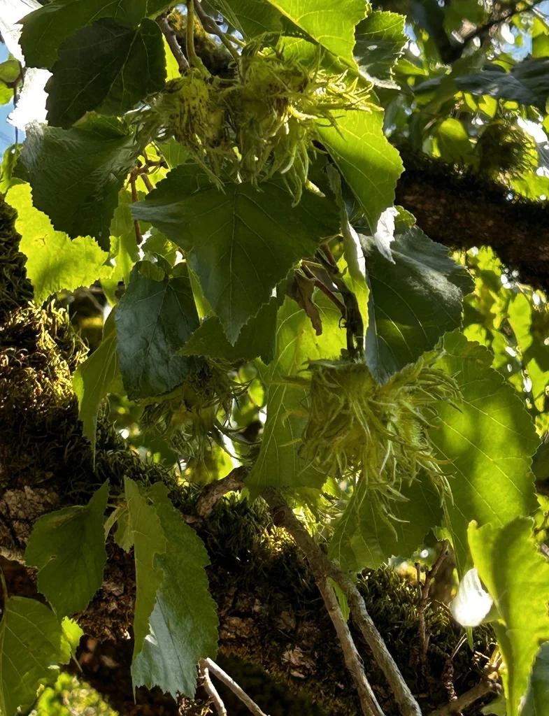 Corylus Colurna