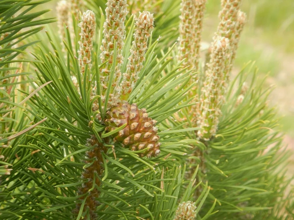 Pinus Mugo Uncinata