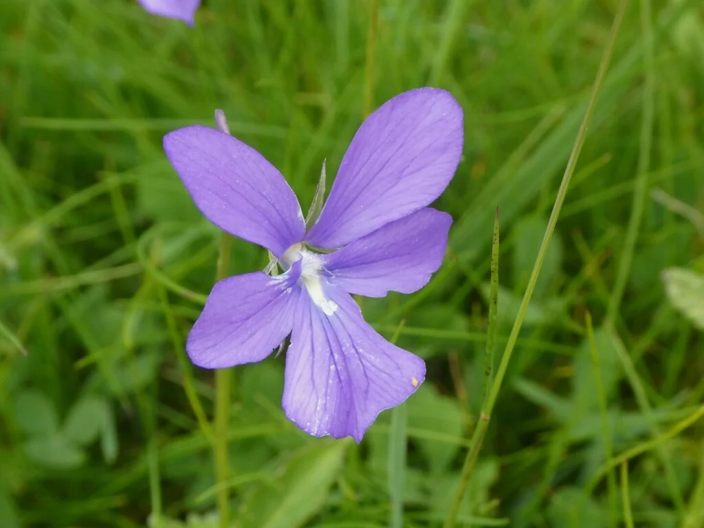 Viola Cornuta