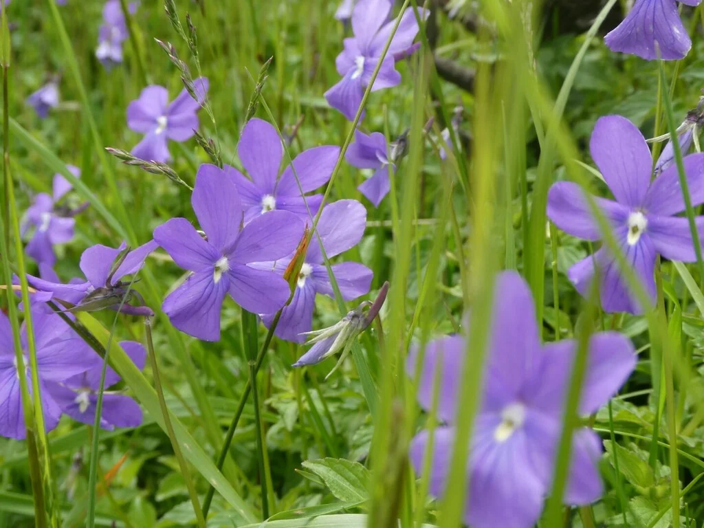 Viola Cornuta