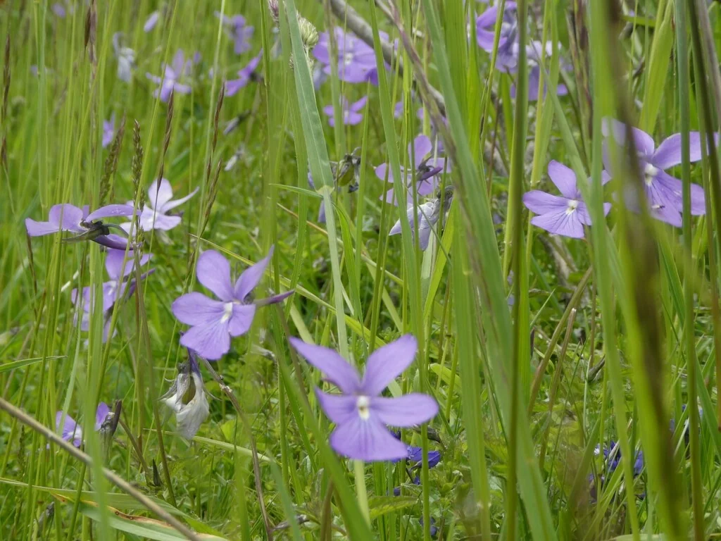 Viola Cornuta