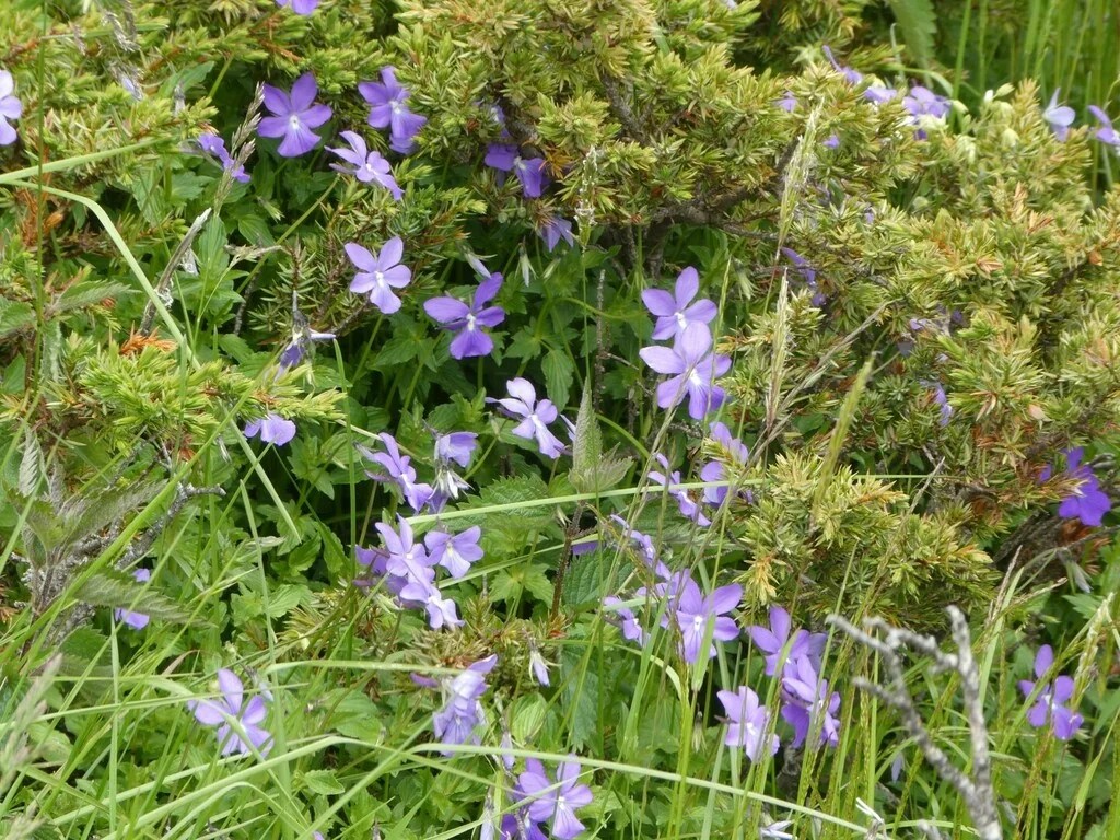 Viola Cornuta