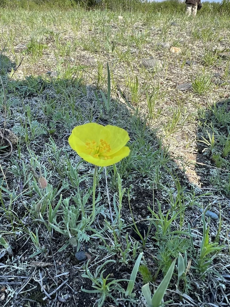 Papaver Nudicaule