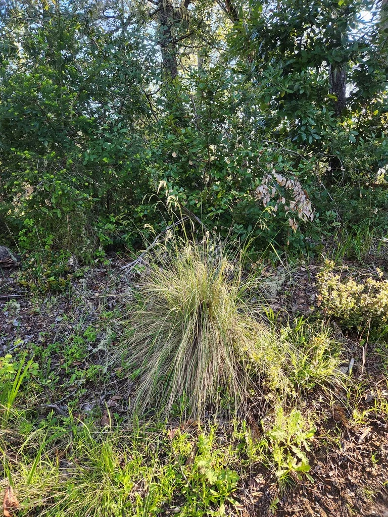 Festuca Californica