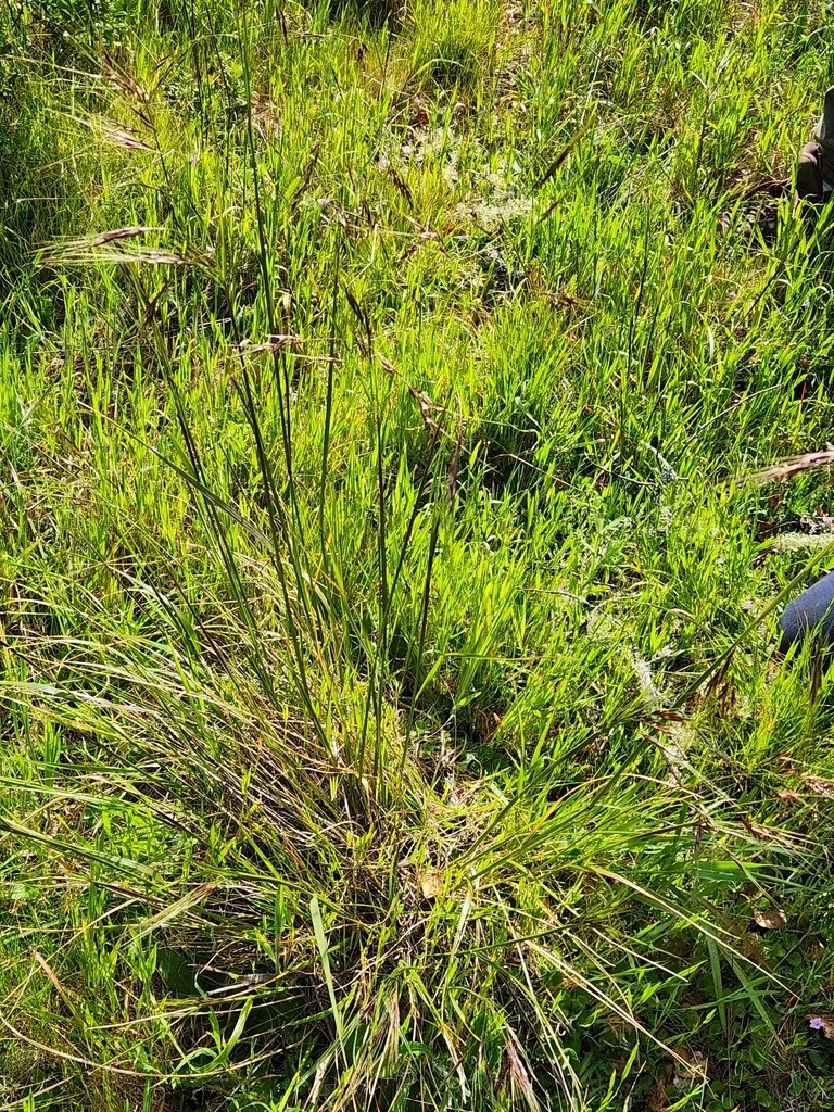 Nassella Pulchra