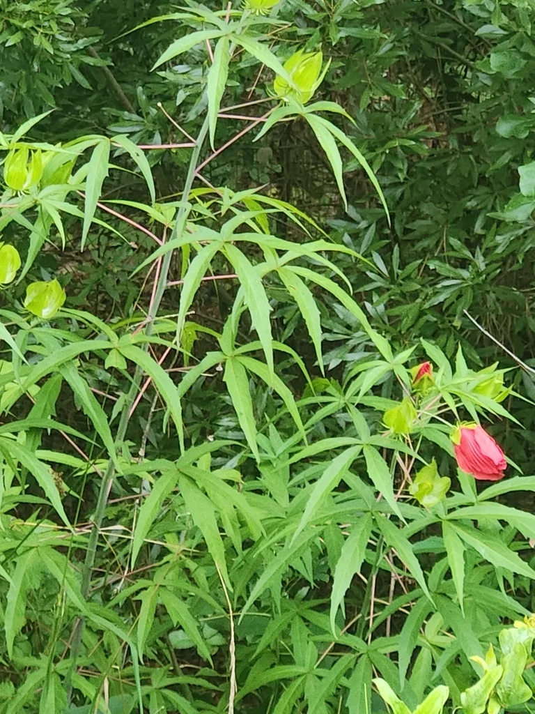 Hibiscus Coccineus