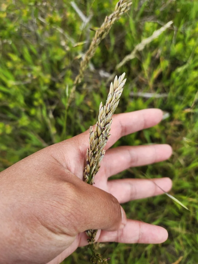 Melica Californica