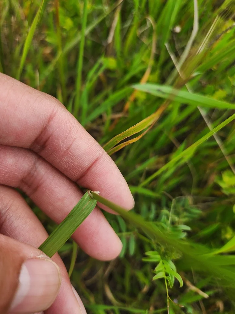 Melica Californica