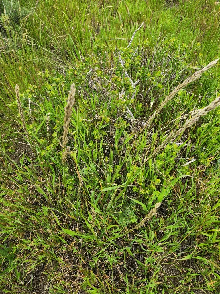 Melica Californica