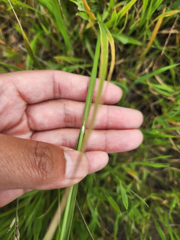 Melica Californica