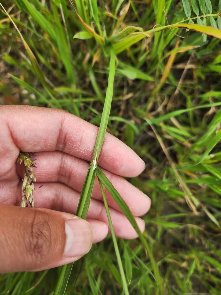 Melica Californica