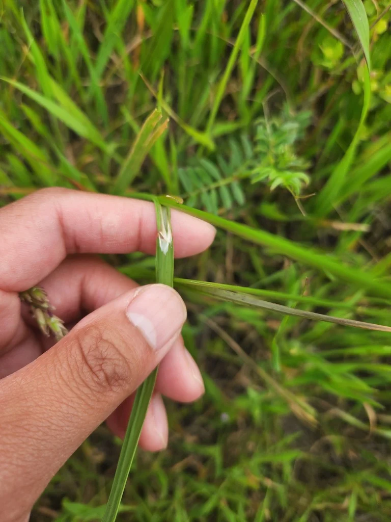 Melica Californica