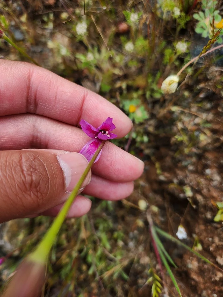 Clarkia Amoena